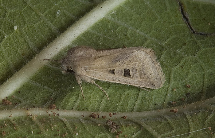 Noctuidae:  Episema glaucina